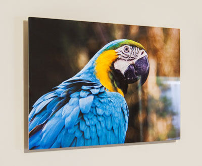 ShinyPrints metal print ShinyPrints metal print