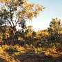 bush behind my donga