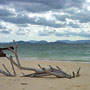 Driftwood on the beach