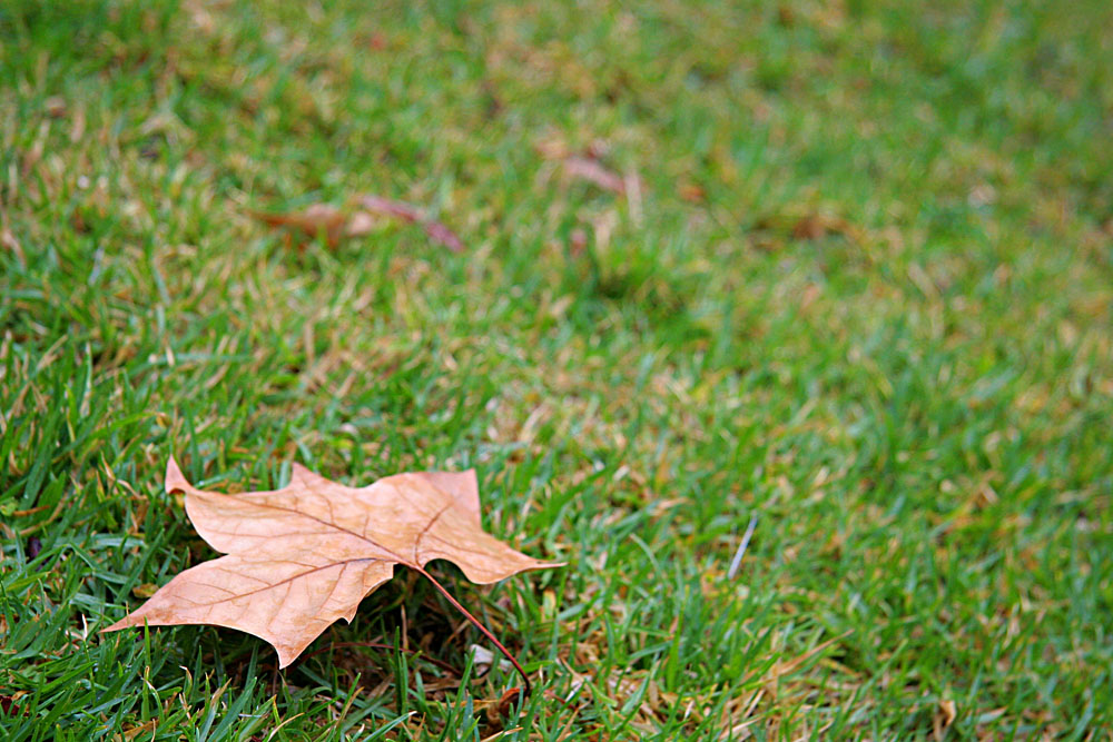 lonely autumn leaf