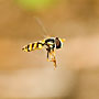 hovering hoverfly