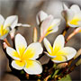 frangipani flowers