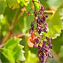 forgotten fruit: grapes