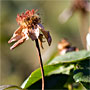 the remains of a rose