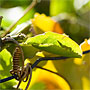 passionfruit vine entined (an afternoon in the garden)
