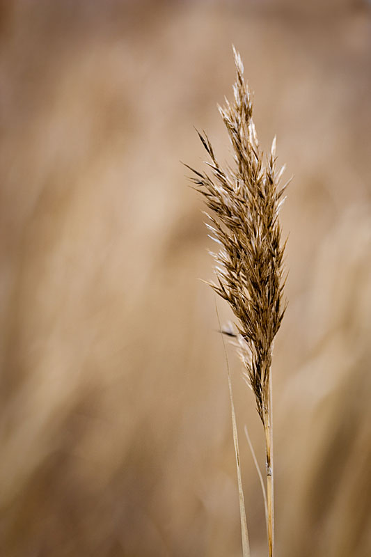 grass detail II