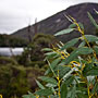 rain drops on Tasmanian Snow Gum leaves