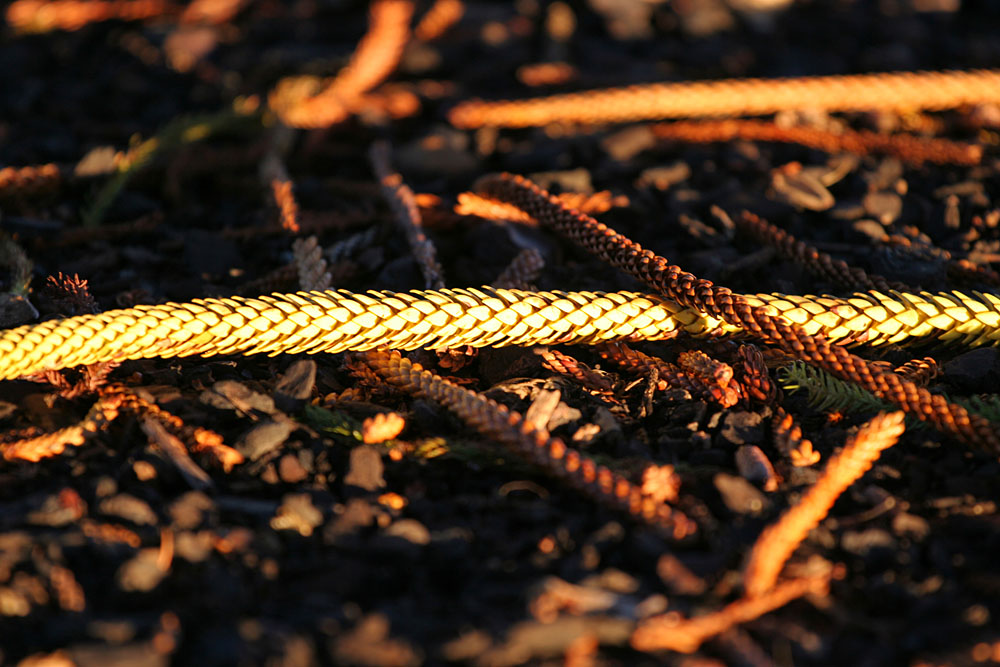 Norfolk Pine needles in the evening sun