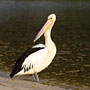 pelican