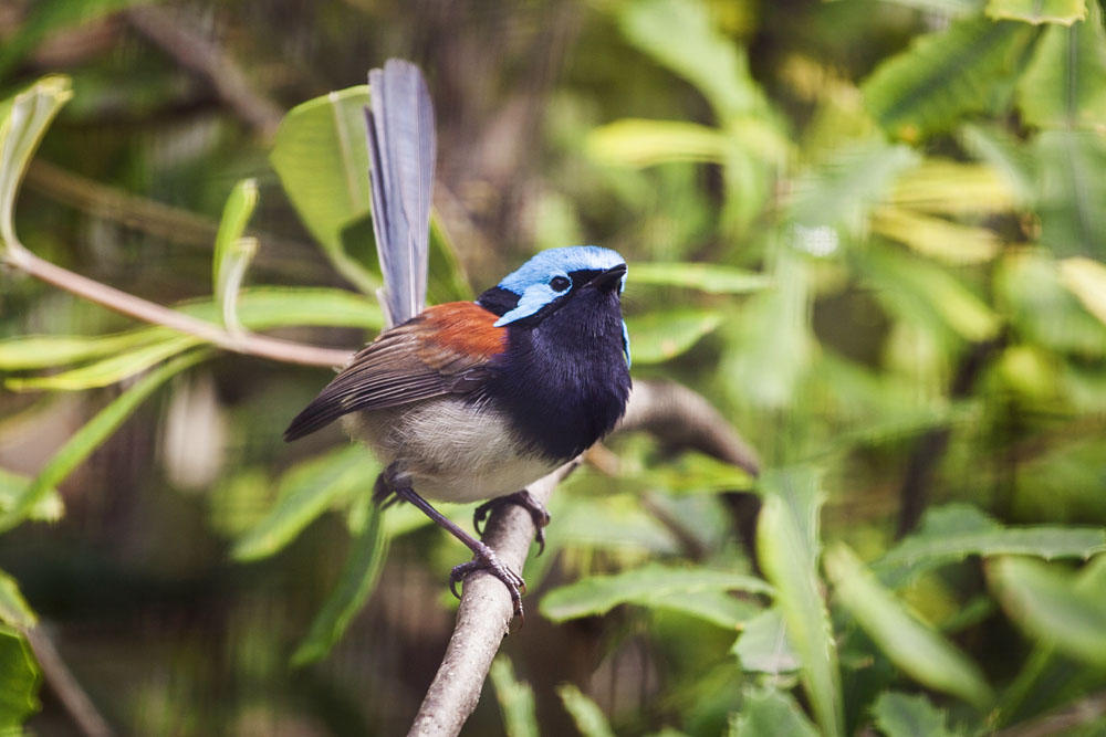 blue-breasted fairy-wren