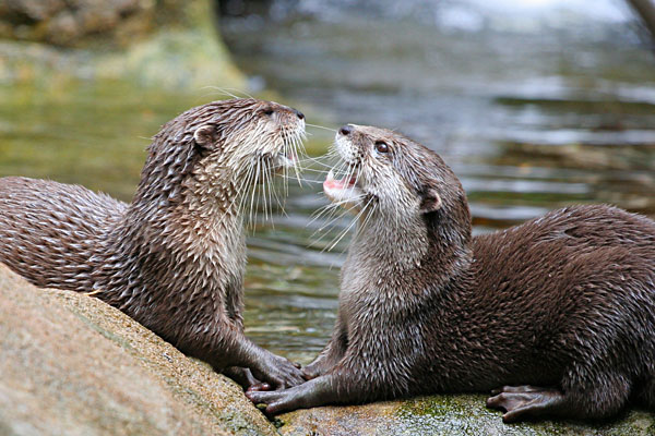 hungry otters