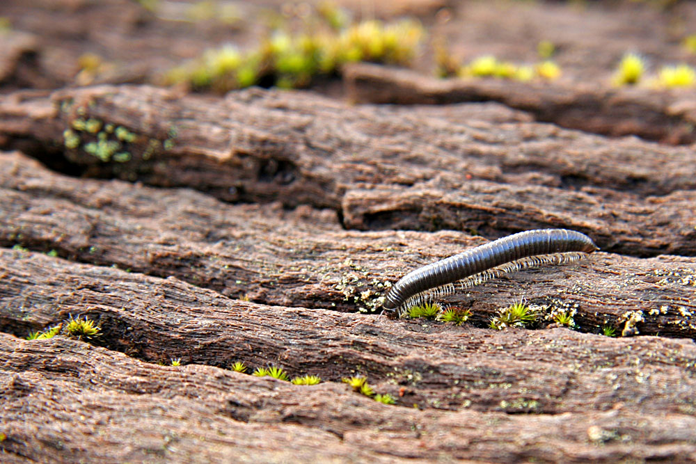 millipede