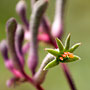 kangaroo paw detail