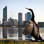 Darter and Perth skyline