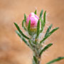 pink flower (Roleystone)