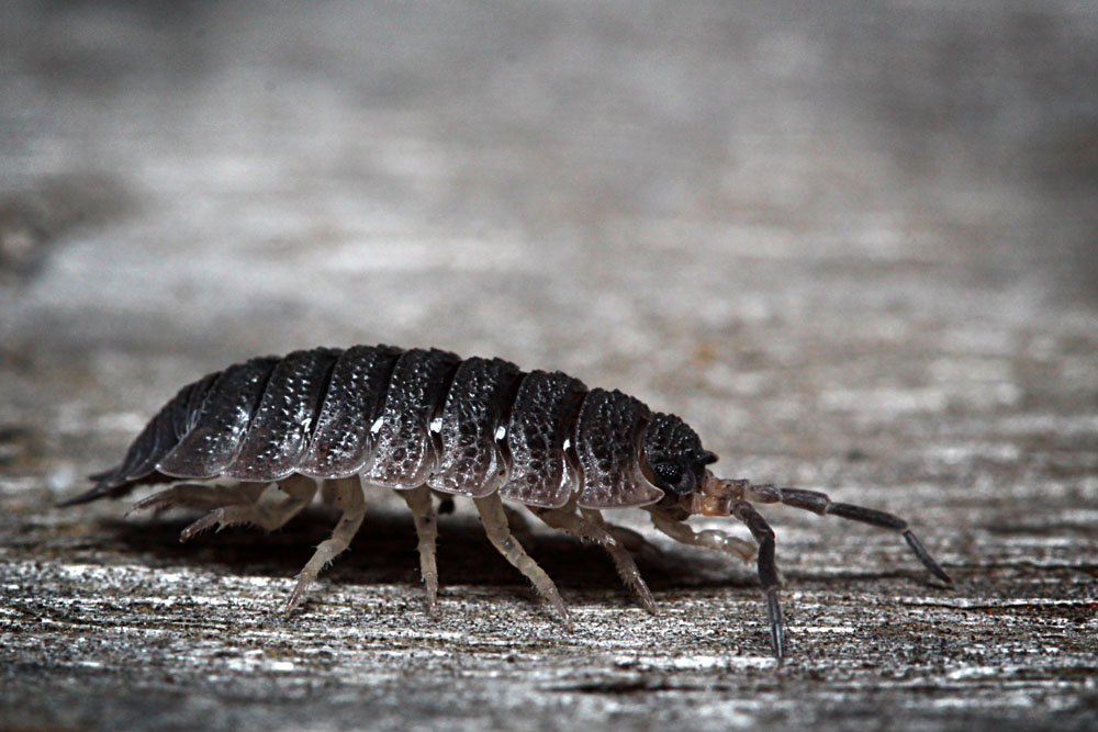 Rough Woodlouse (commonly known as "slater")