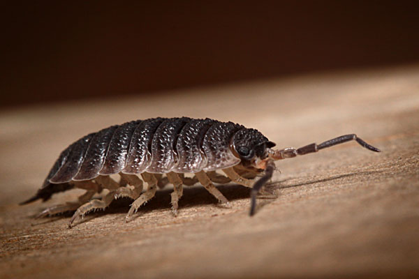 Rough Woodlouse (commonly known as 