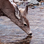deer at Pass Creek