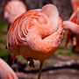 twisted neck! Pink Flamingo asleep