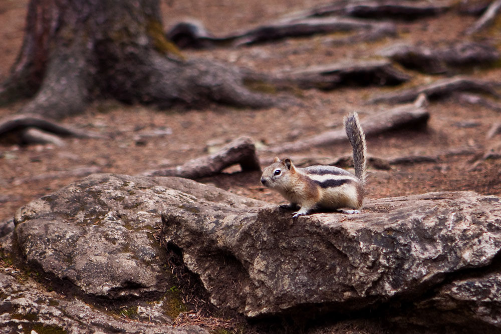 chipmunk begging for food
