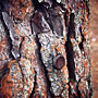 old bottletop in the bark