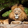 watchful lion