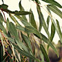 gum leaves