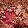 autumn leaf carpet
