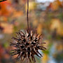 seed pod hanging around