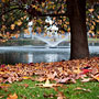 autumn carpet