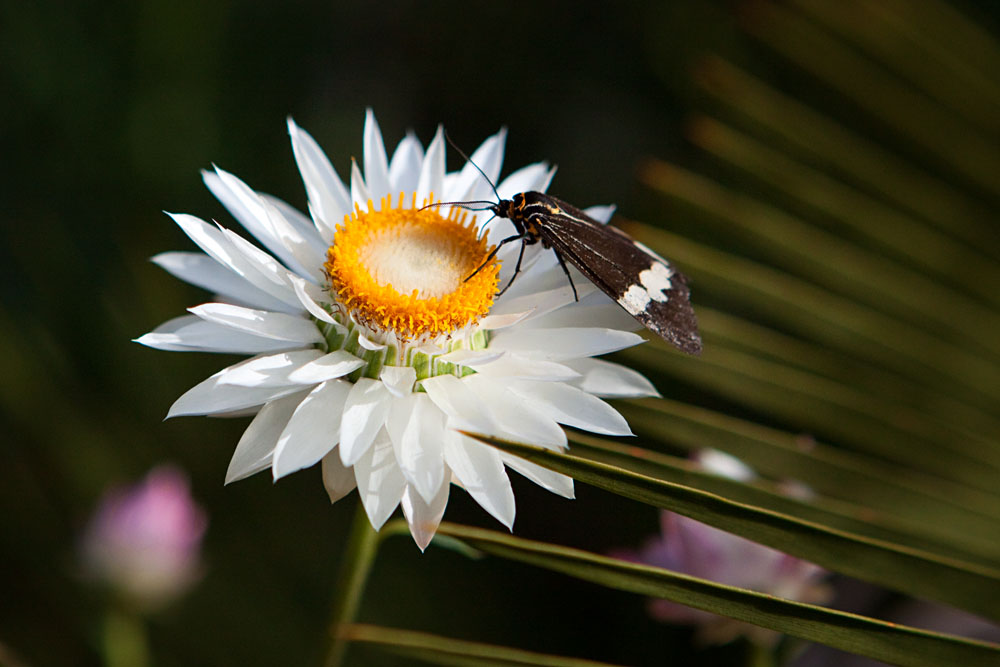 moth and everlasting flower
