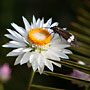 moth and everlasting flower