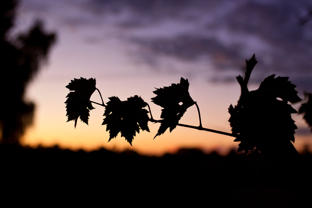 vine leaves at dusk