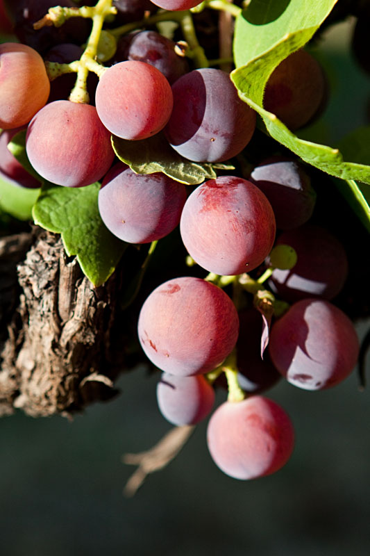 grapes