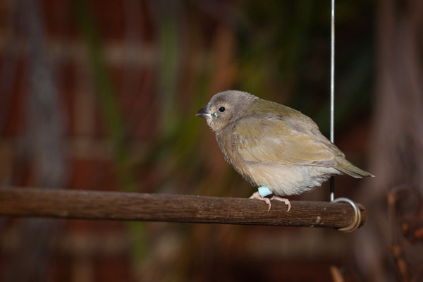 baby Gouldian finch