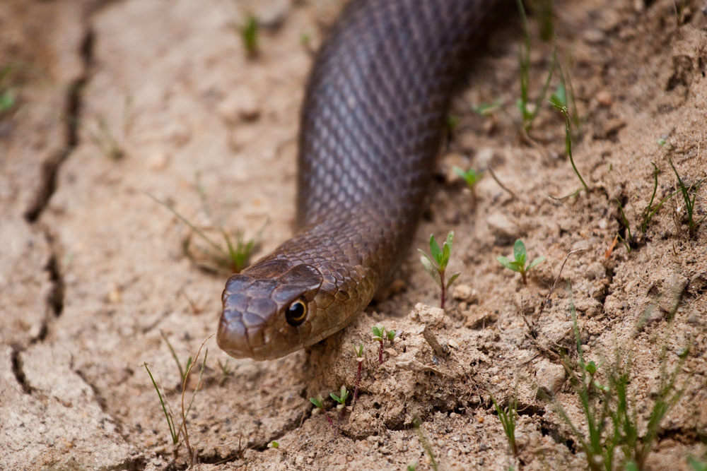dugite snake (pseudonaja affinis)