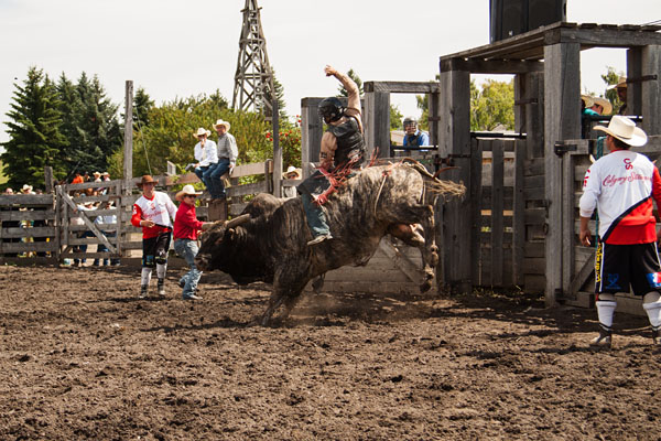 bull riding action at the rodeo