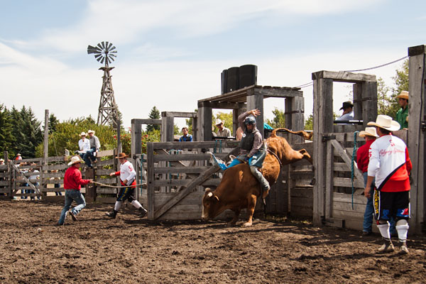 bull riding action at the rodeo