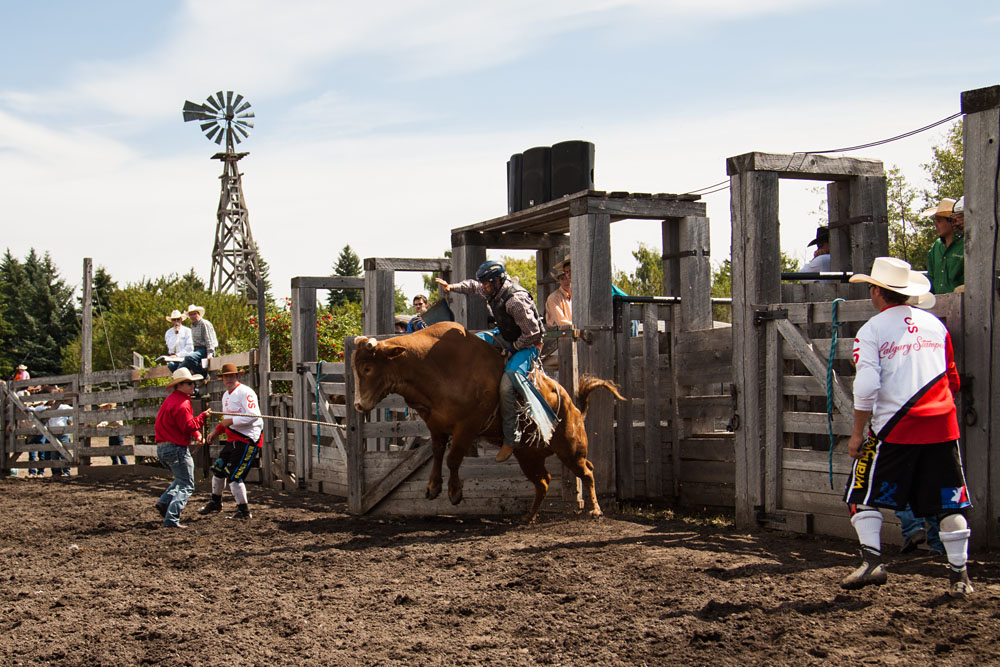 bull riding action at the rodeo