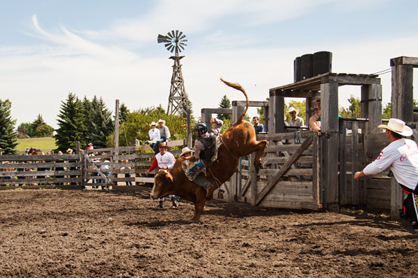 bull riding action at the rodeo