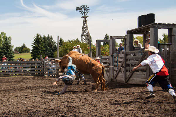 bull riding action at the rodeo