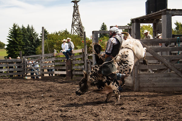 bull riding action at the rodeo