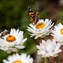 butterfly on everlasting flower