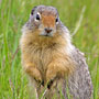 Wary gopher (Canada)